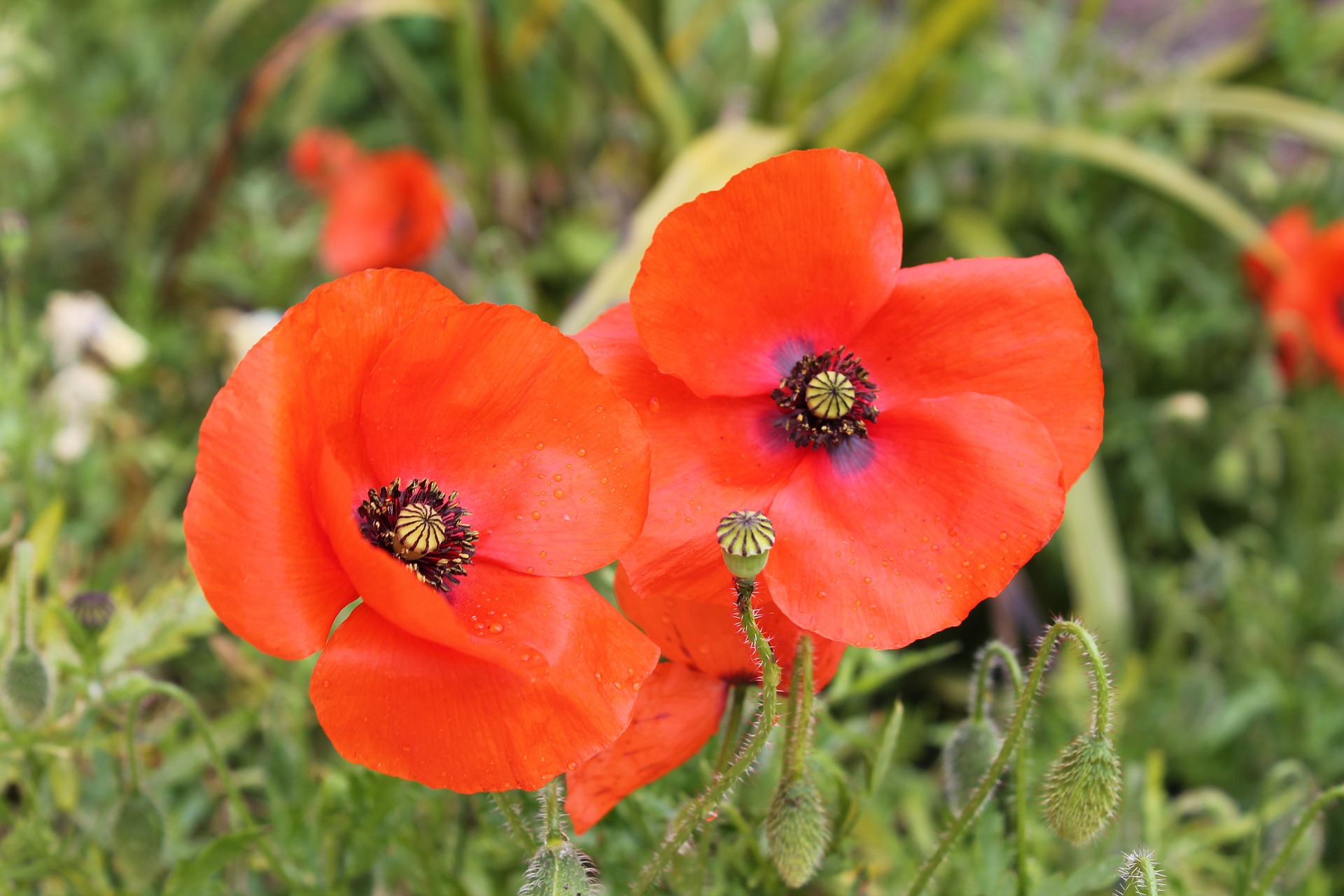 Remembrance Day - "Poppy Appeal" -