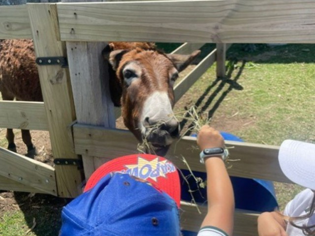 thumbnail_3b00ad13-7a42-4105-814b-3a6b655f421f_Mediana